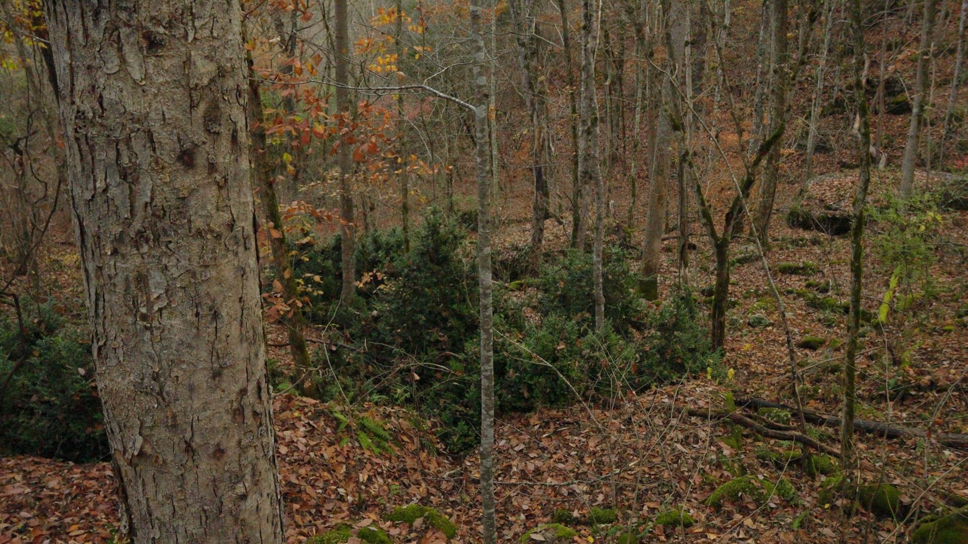 0 Clinch Mountain Road Eidson, TN 37731 - Photo 21 of 29 Untitled_1.2.1