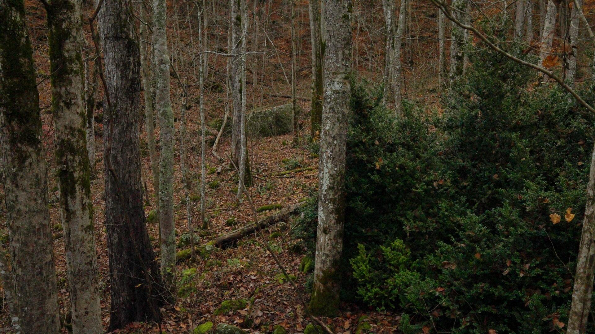 0 Clinch Mountain Road Eidson, TN 37731 - Photo 22 of 29 Untitled_1.3.1