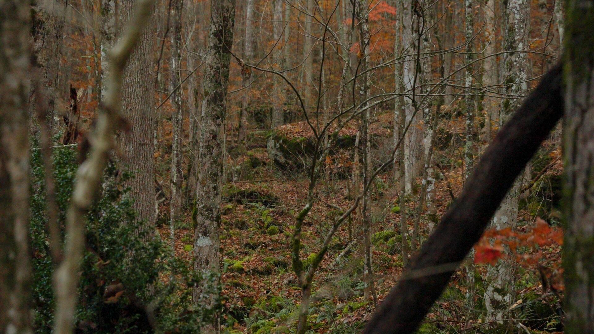 0 Clinch Mountain Road Eidson, TN 37731 - Photo 23 of 29 Untitled_1.4.1