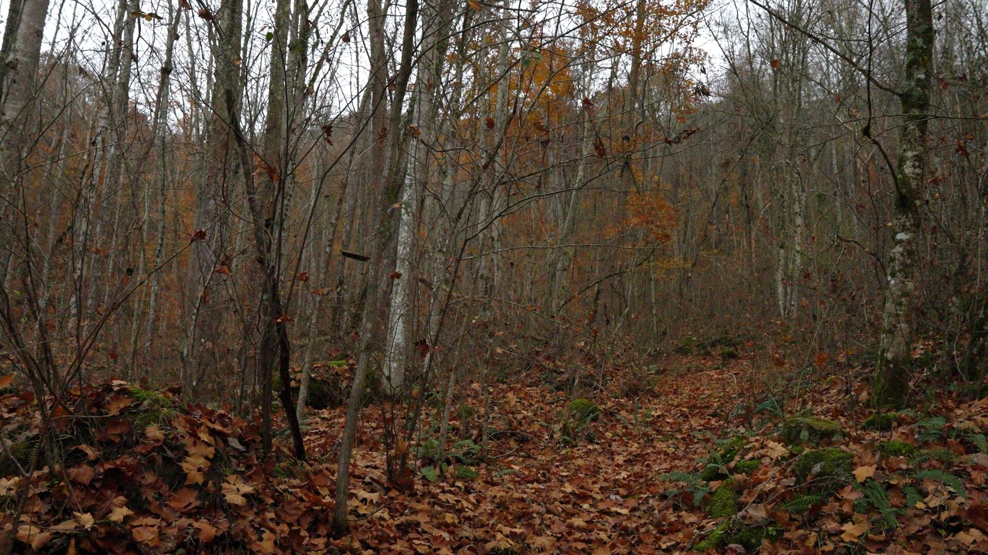 0 Clinch Mountain Road Eidson, TN 37731 - Photo 25 of 29 Untitled_1.6.1