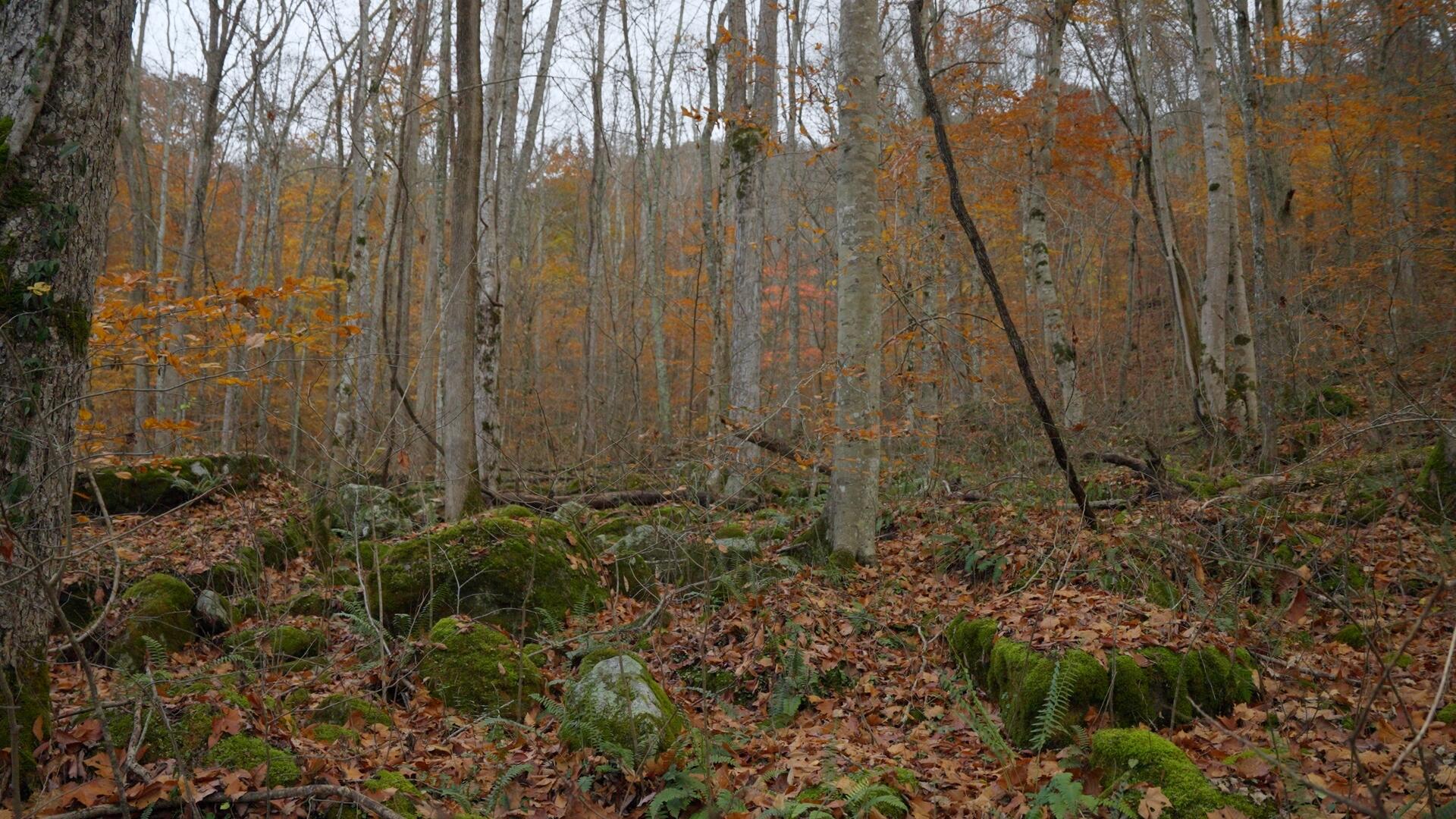 0 Clinch Mountain Road Eidson, TN 37731 - Photo 27 of 29 Untitled_1.9.1