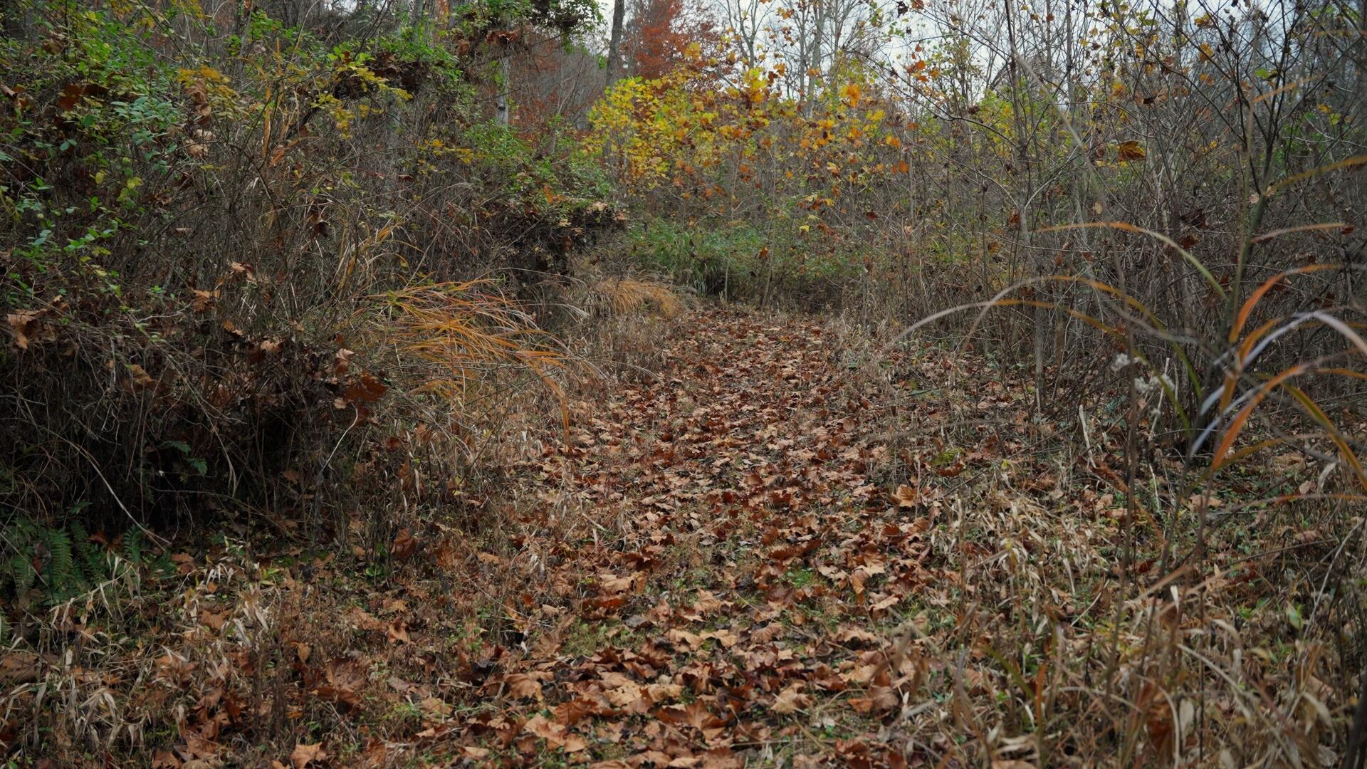 0 Clinch Mountain Road Eidson, TN 37731 - Photo 29 of 29 Untitled_1.11.1