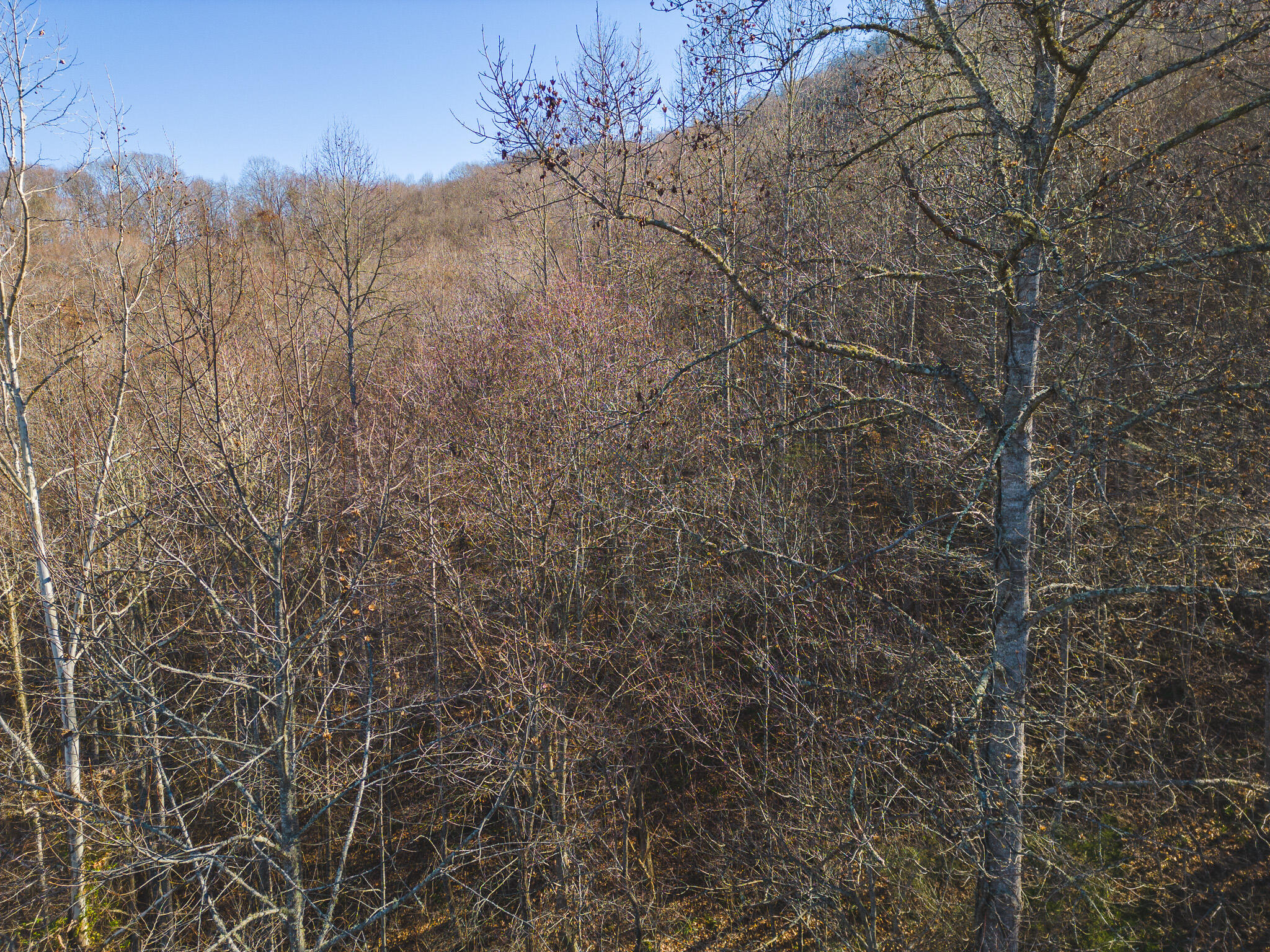0 Clinch Mountain Road Eidson, TN 37731 - Photo 4 of 29 DJI_0501