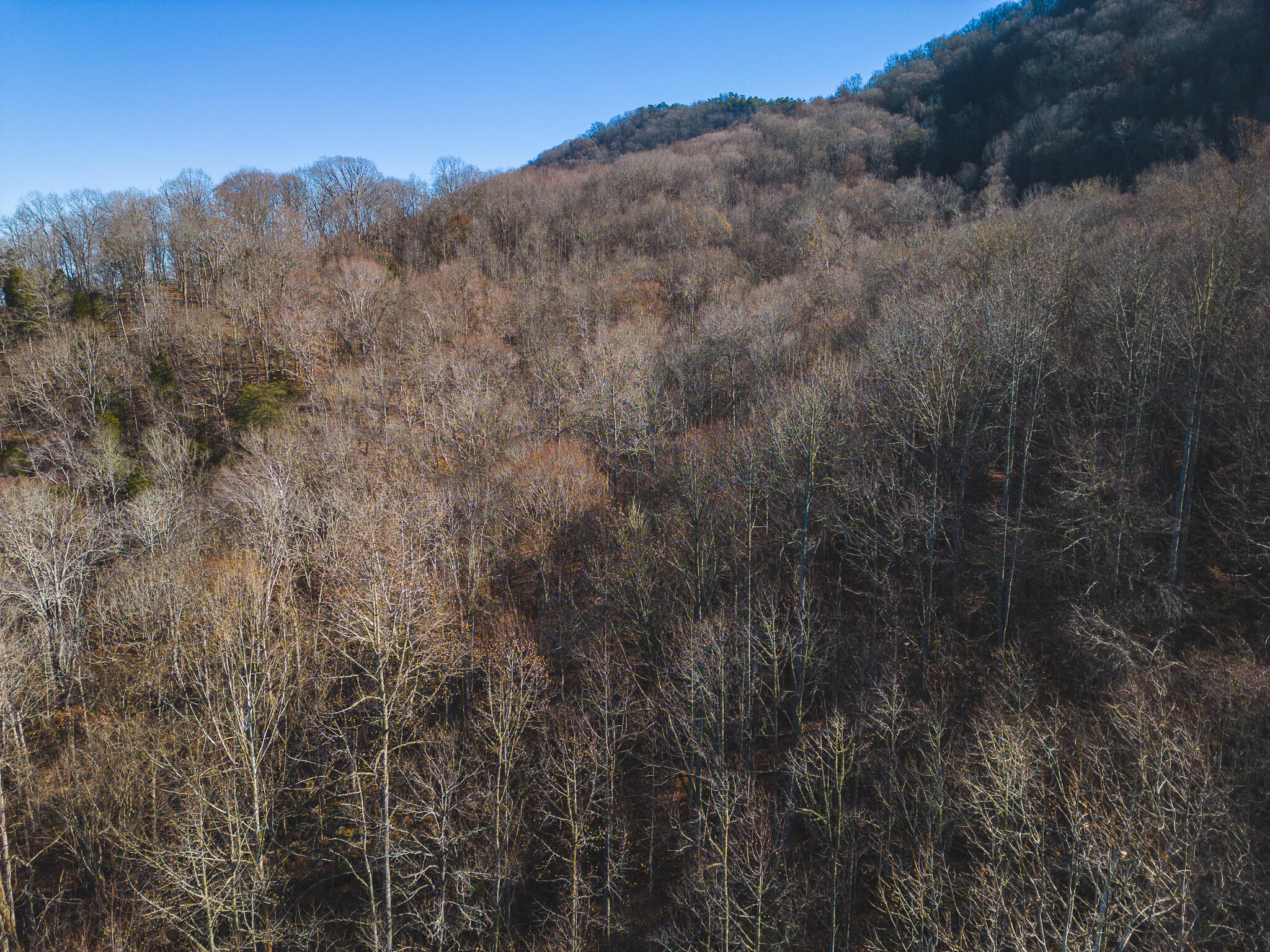 0 Clinch Mountain Road Eidson, TN 37731 - Photo 7 of 29 DJI_0504