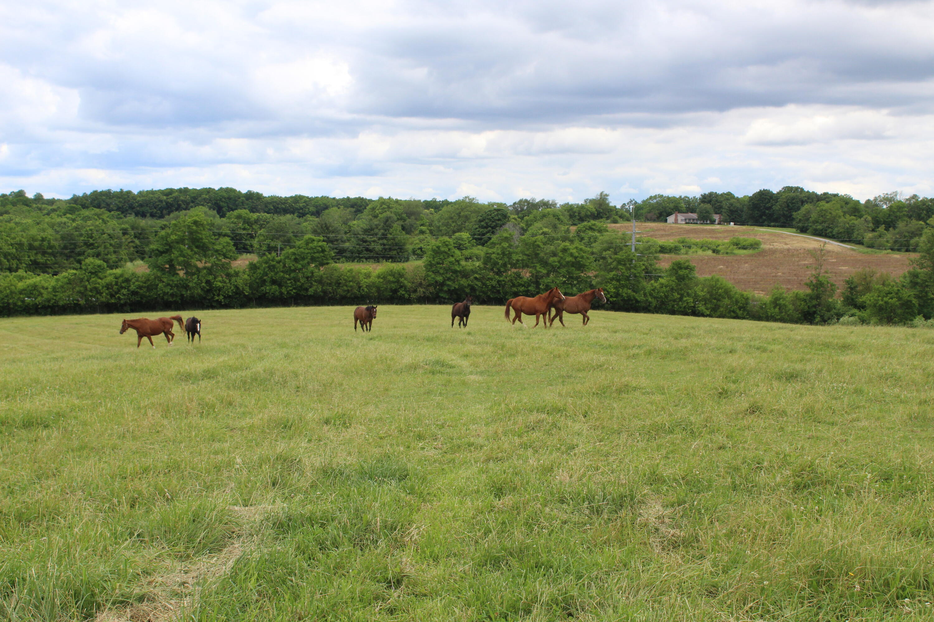 187 Jackstown Road Paris, KY 40361 - Photo 9 of 18 IMG_2795