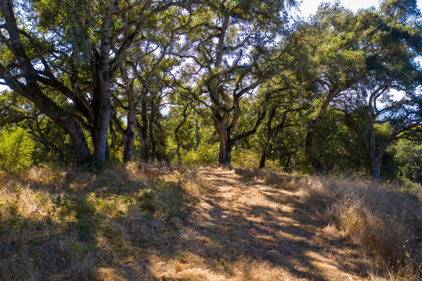 0 Hecker Pass Road Watsonville, CA 95076 - Photo 9 of 25 a view of outdoor space with trees