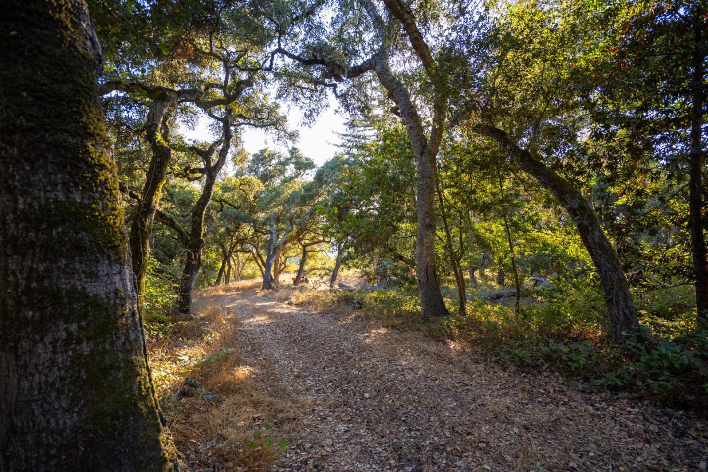 0 Hecker Pass Road Watsonville, CA 95076 - Photo 10 of 25 a view of a forest with trees in the background