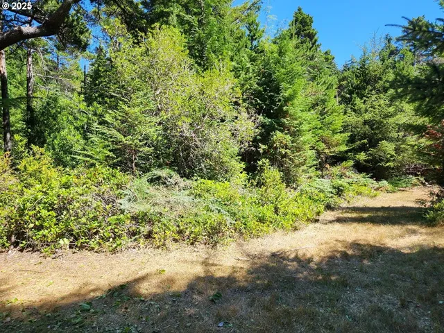 a view of a garden with a trees
