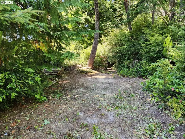 a view of a forest with trees in the background