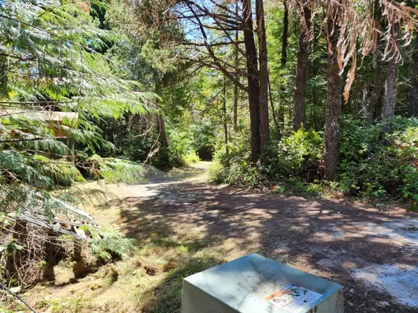 a view of a yard with plants and large trees