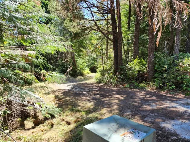 a view of a yard with plants and large trees