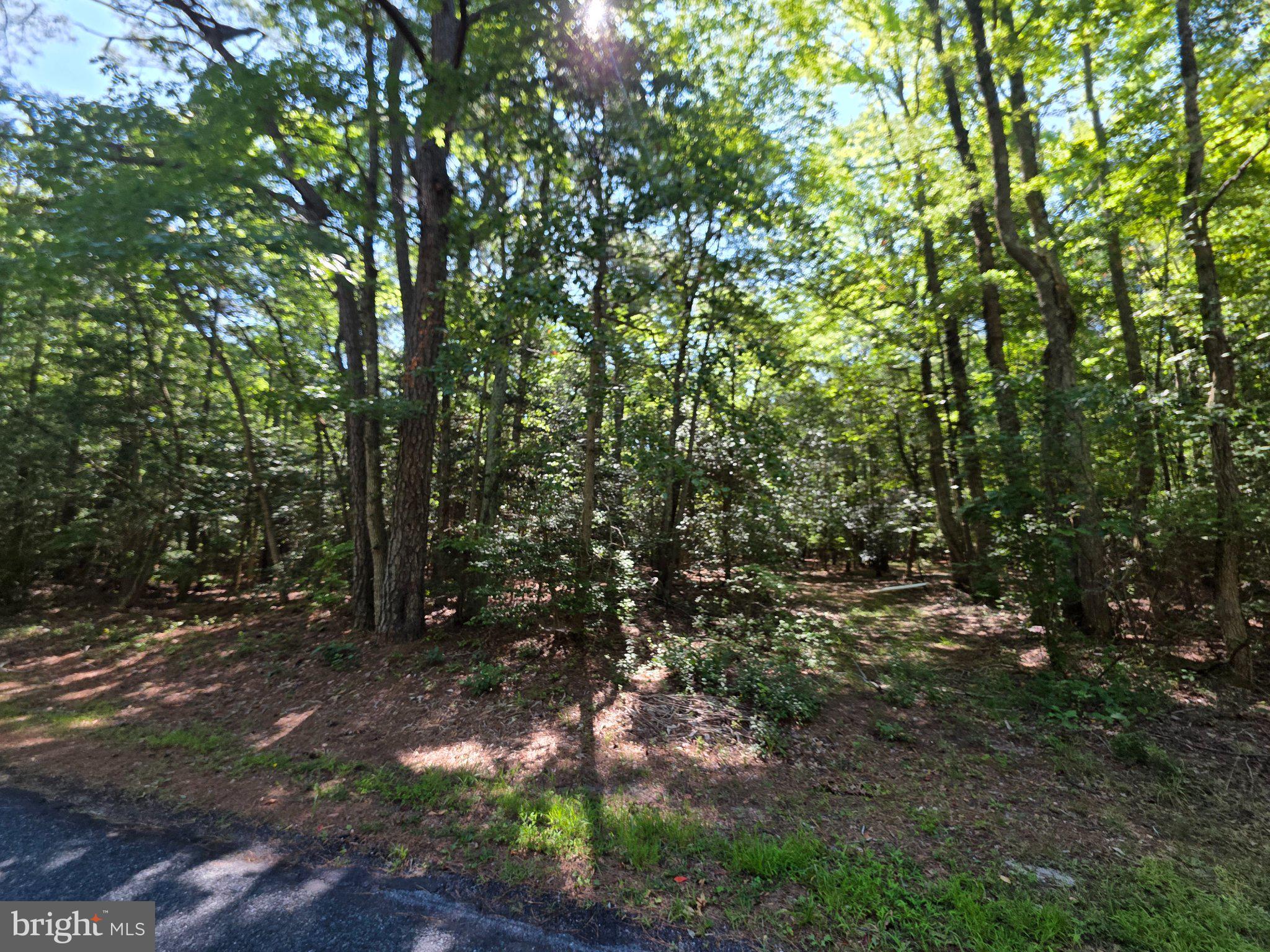 Roland Parks Road Chance, MD 21821 - Photo 9 of 10 Serene woodland escape awaits you.