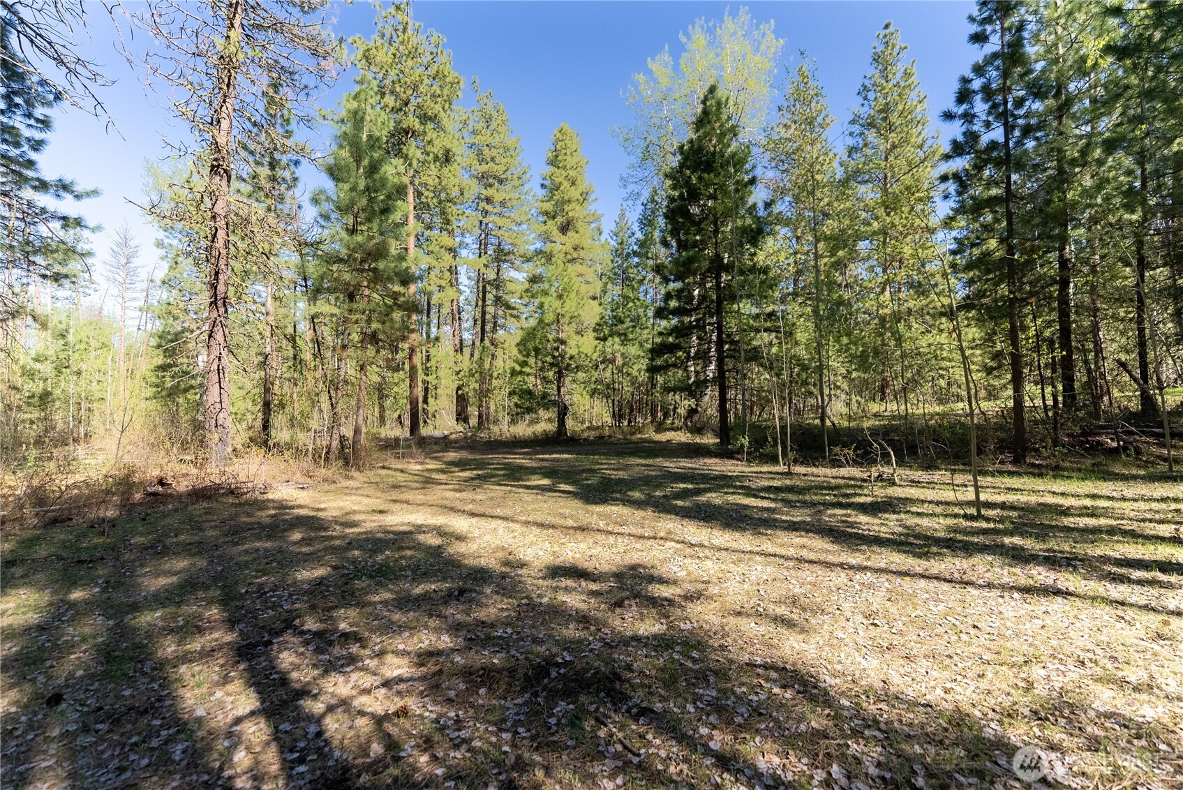 19 Stagecoach Road Carlton, WA 98814 - Photo 13 of 19 a view of a yard with a trees