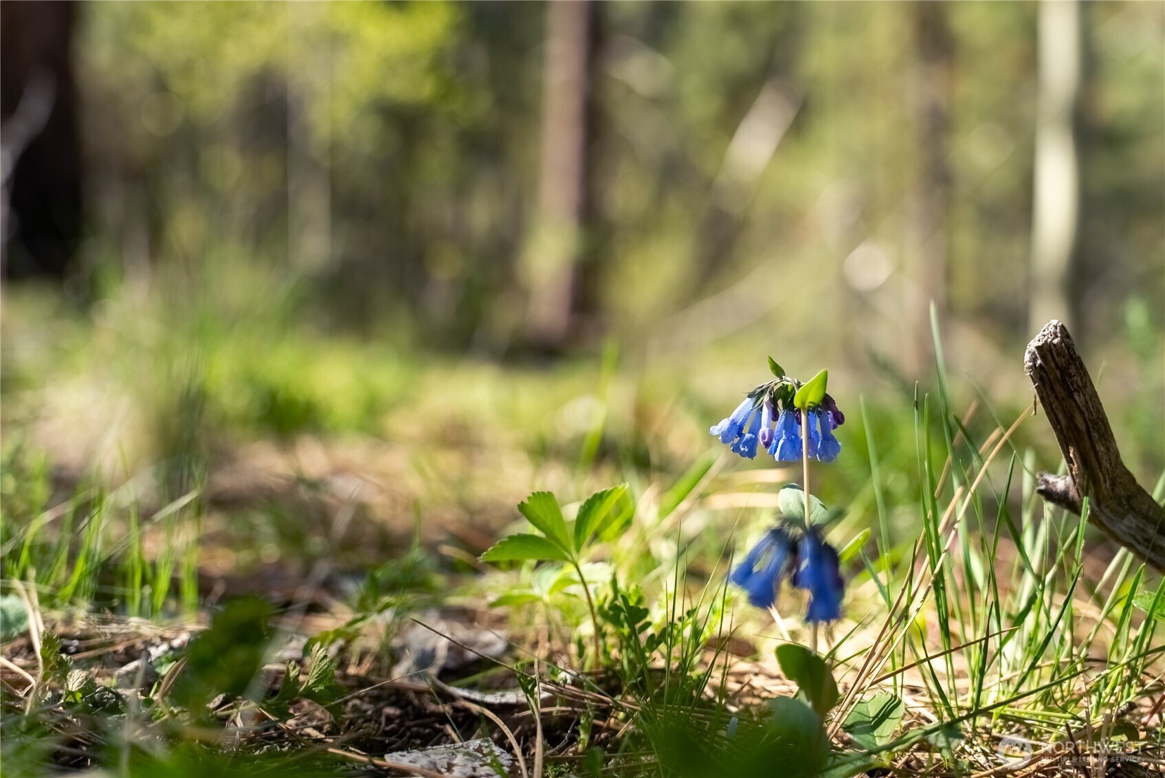 19 Stagecoach Road Carlton, WA 98814 - Photo 15 of 19 a view of a flower