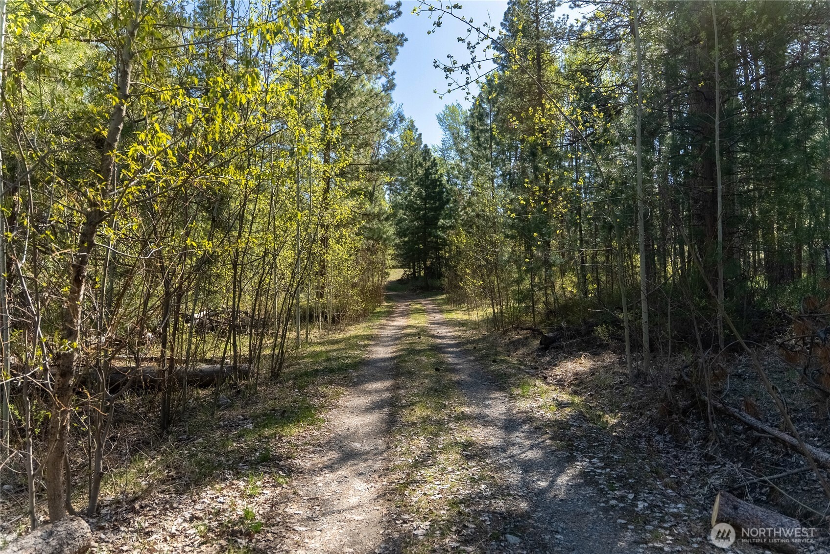 19 Stagecoach Road Carlton, WA 98814 - Photo 16 of 19 a view of forest