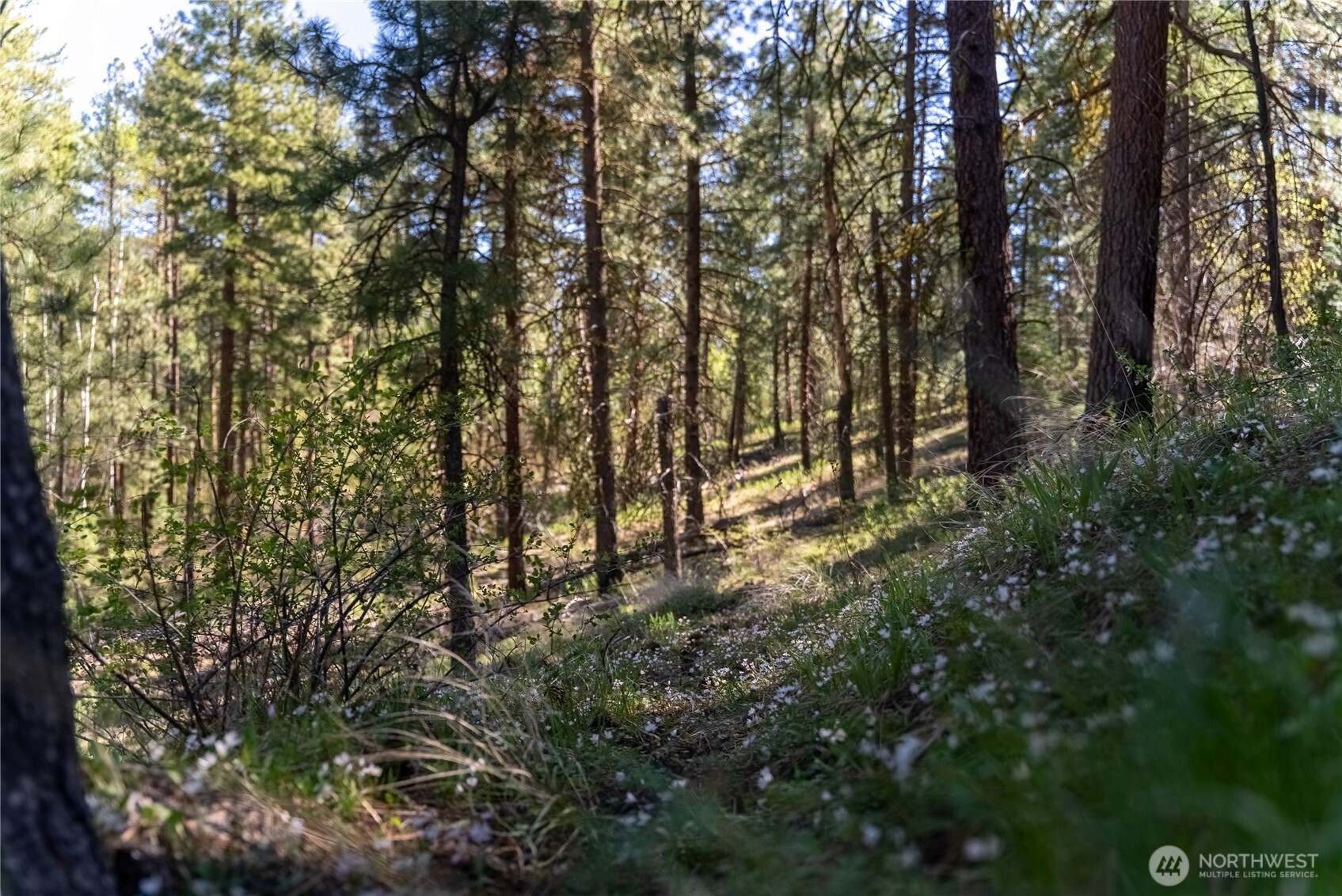 19 Stagecoach Road Carlton, WA 98814 - Photo 9 of 19 a view of forest