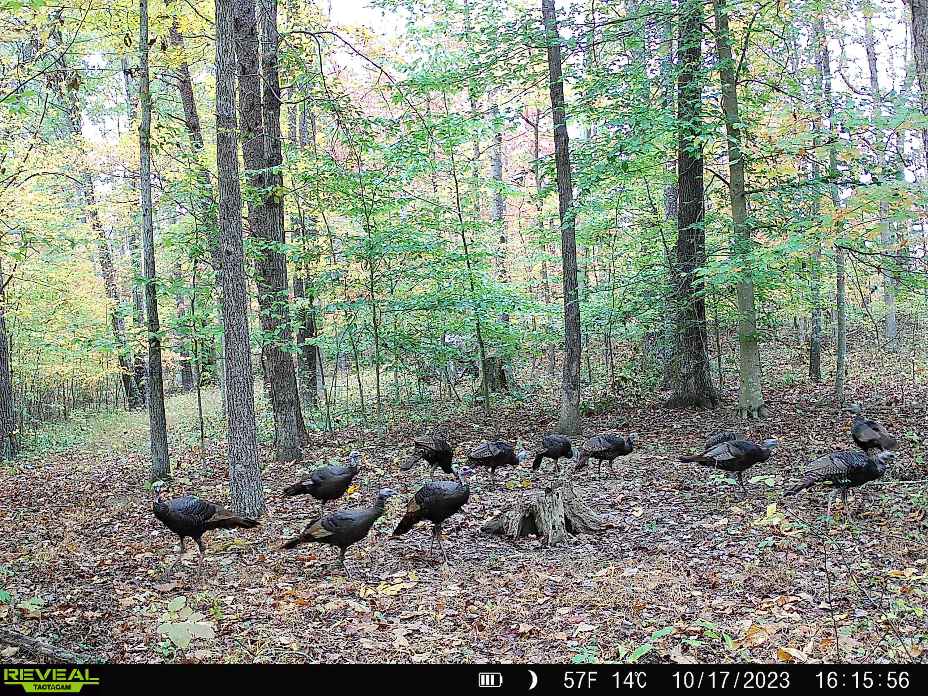 1101 Hull Road, Unit TRACT 9 WOODS WAYNE FOREST) Patriot, OH 45658 - Photo 8 of 61 8