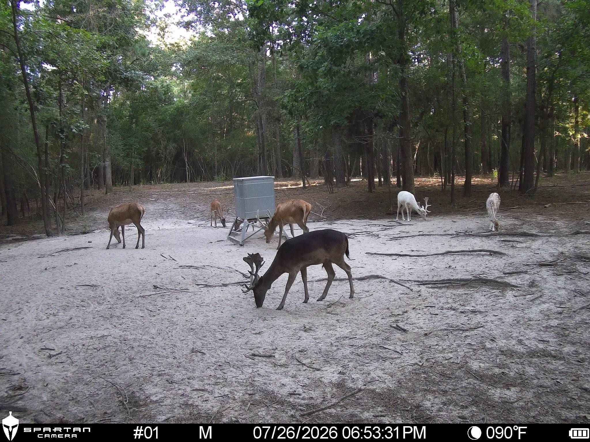 0 Weaver Bend Road Huntington, TX 75949 - Photo 21 of 36 Gallery Image 21