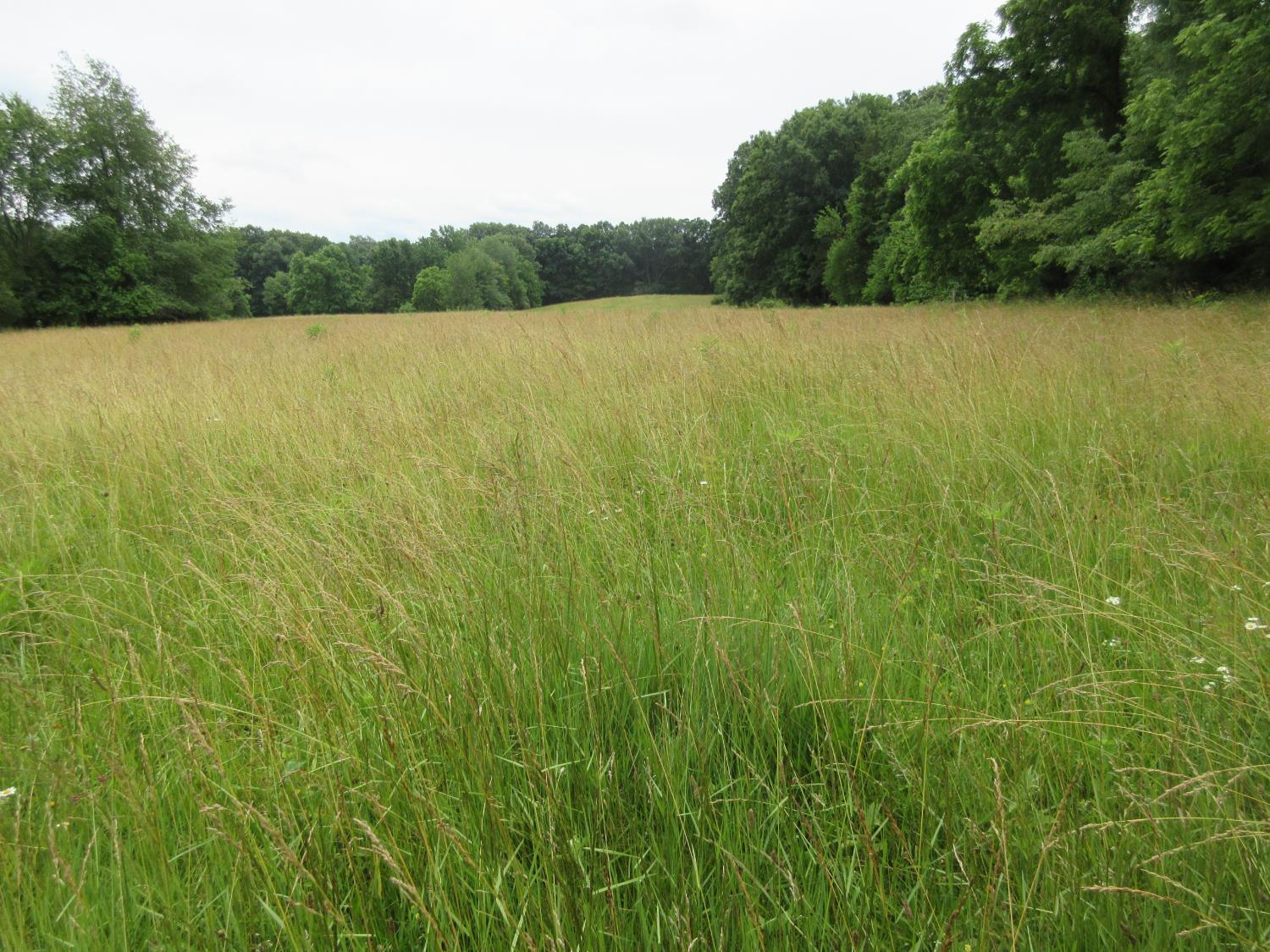 0 Dewitt Road Moores Hill, IN 47032 - Photo 5 of 10