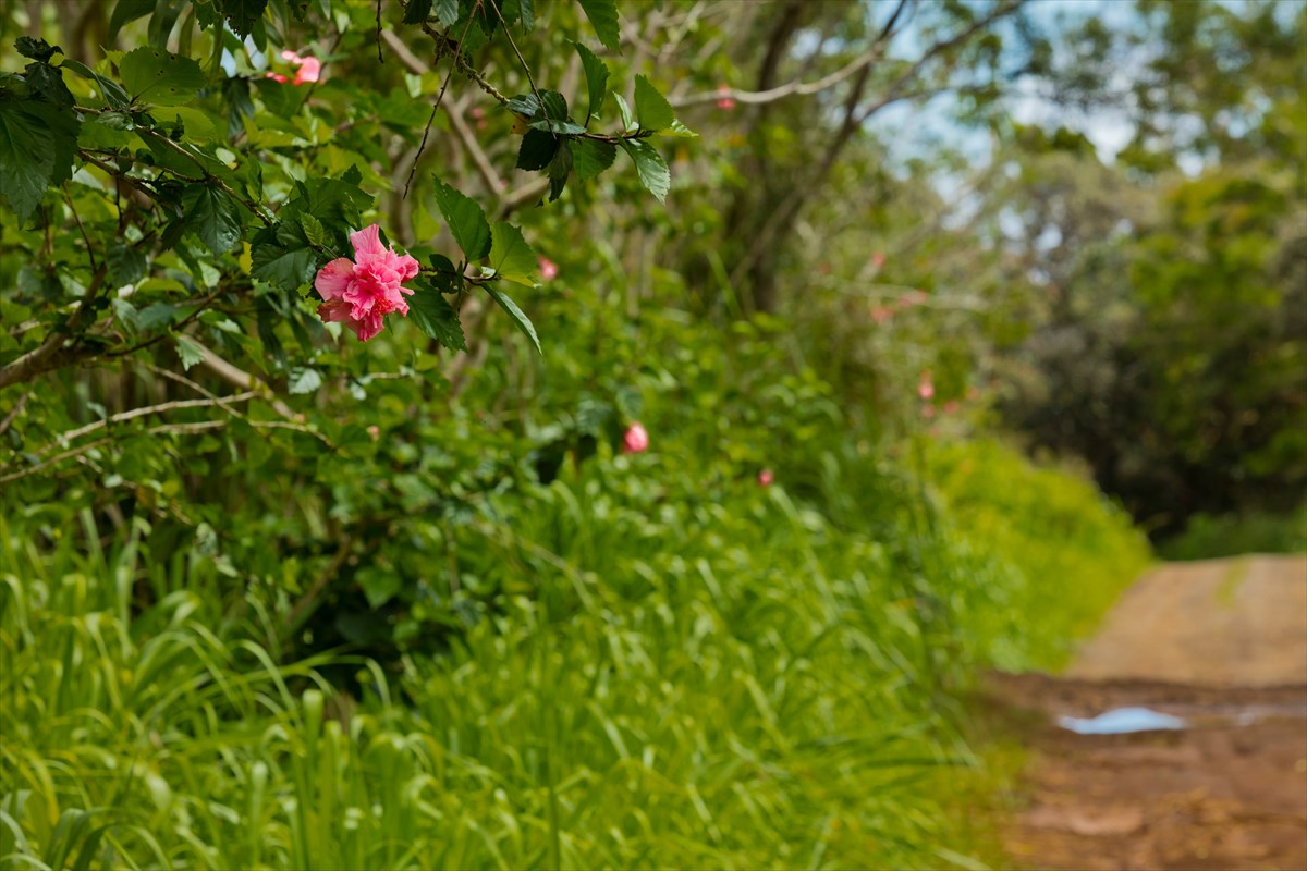 4 Old Stable Road Paauilo, HI 96776 - Photo 6 of 21 Gallery Image 6