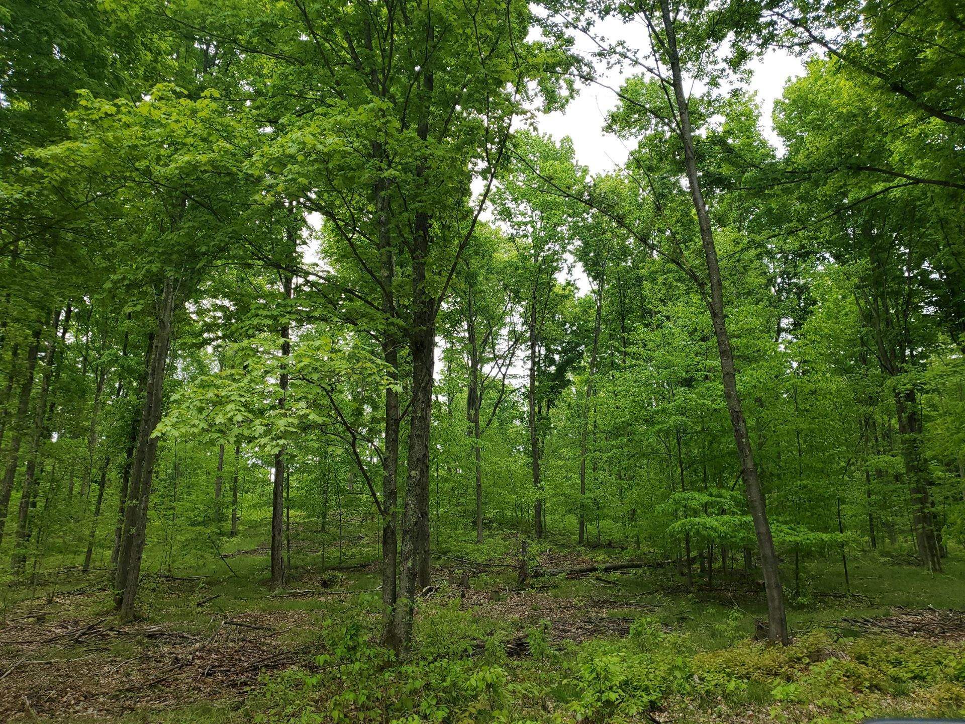 0 Litzen Road Copemish, MI 49625 - Photo 21 of 25 1911453-21.JPG