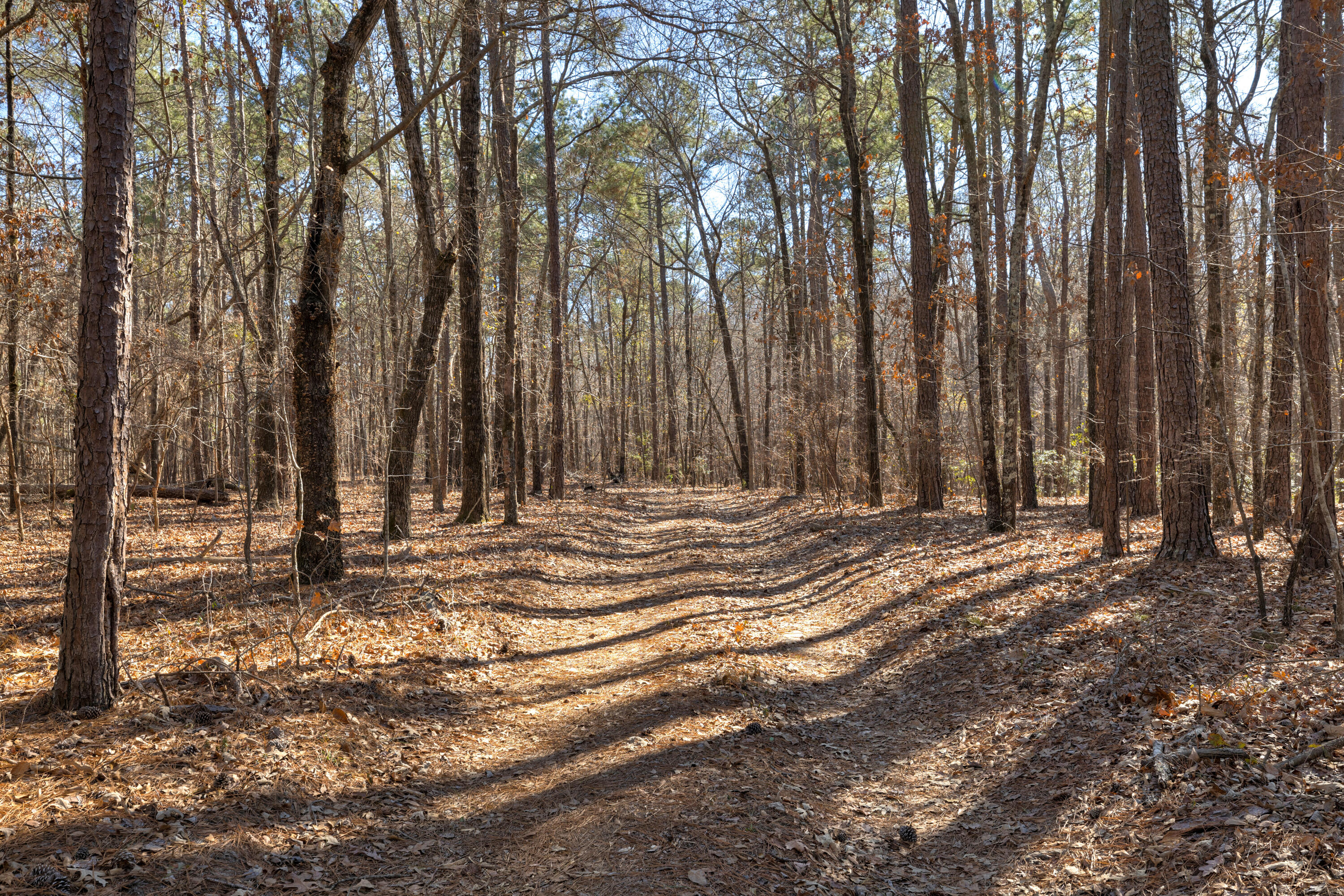 3900 Settlement Road Dalzell, SC 29040 - Photo 46 of 58 Gallery Image 46