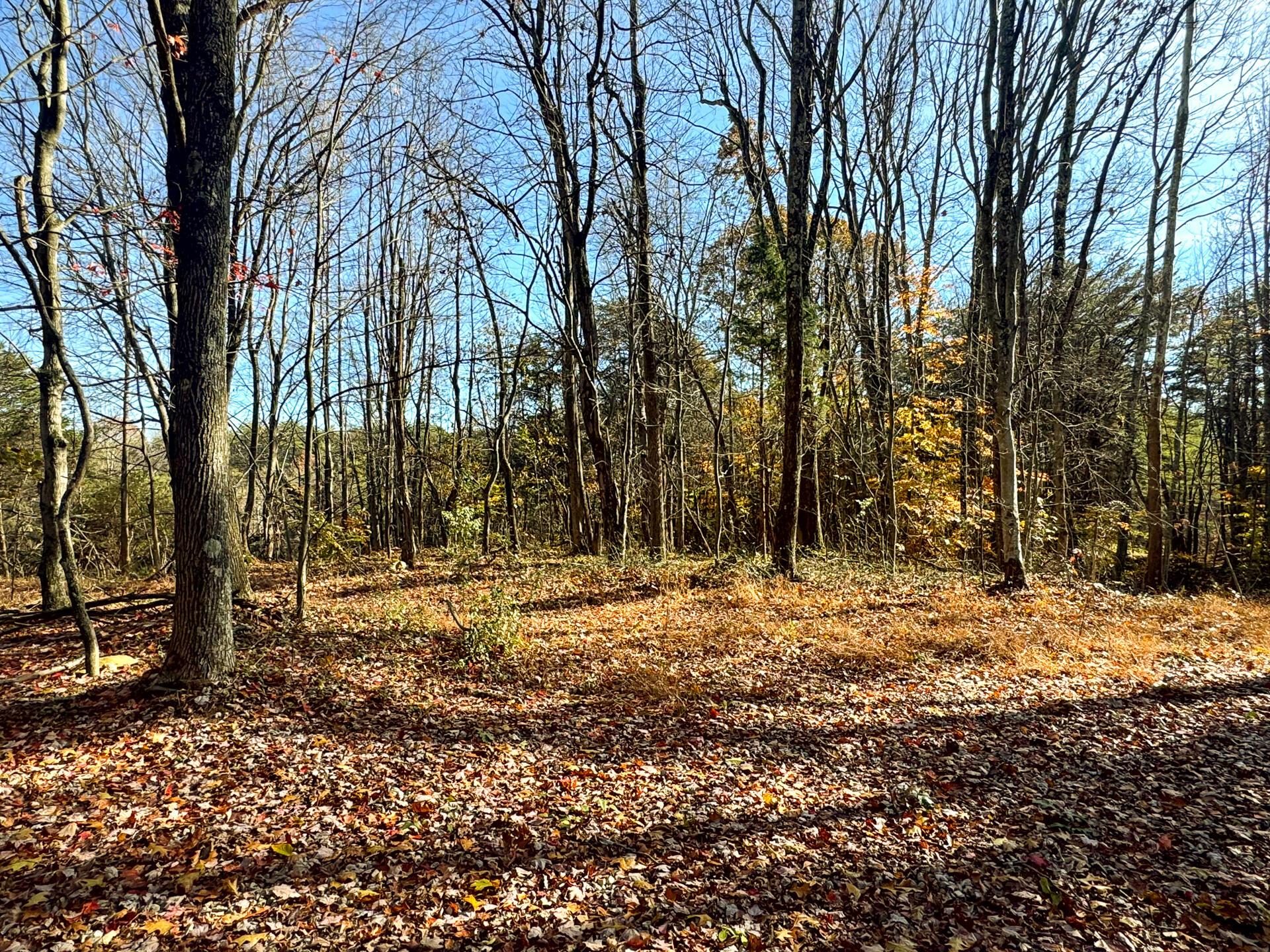 818 Campaign Poplar Road, Unit PONDS POPLAR RIDGE TRACT 4) Gallipolis, OH 45631 - Photo 7 of 24 CT-7