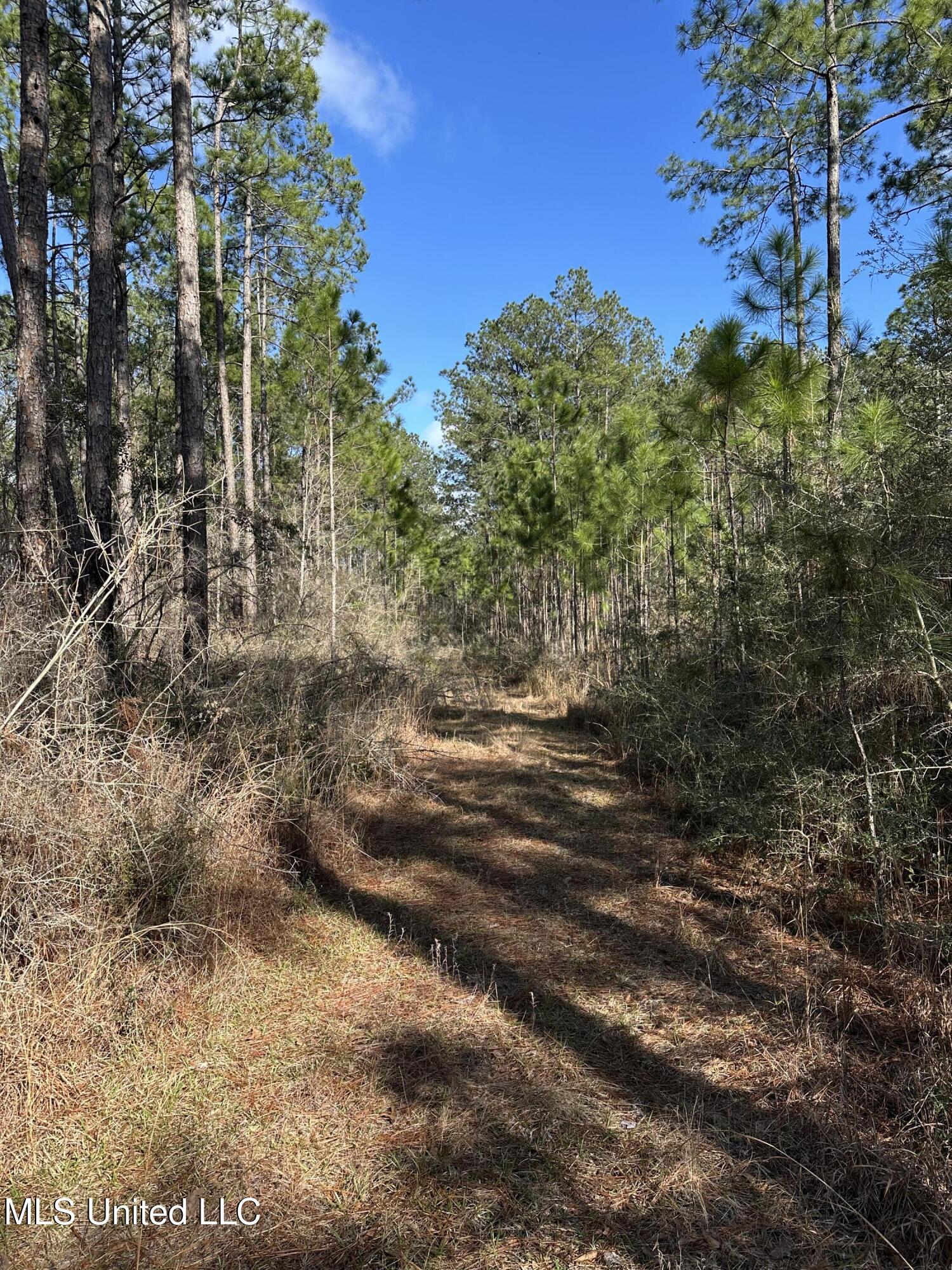 0 Emile Davis Road Poplarville, MS 39470 - Photo 3 of 11 IMG_1145