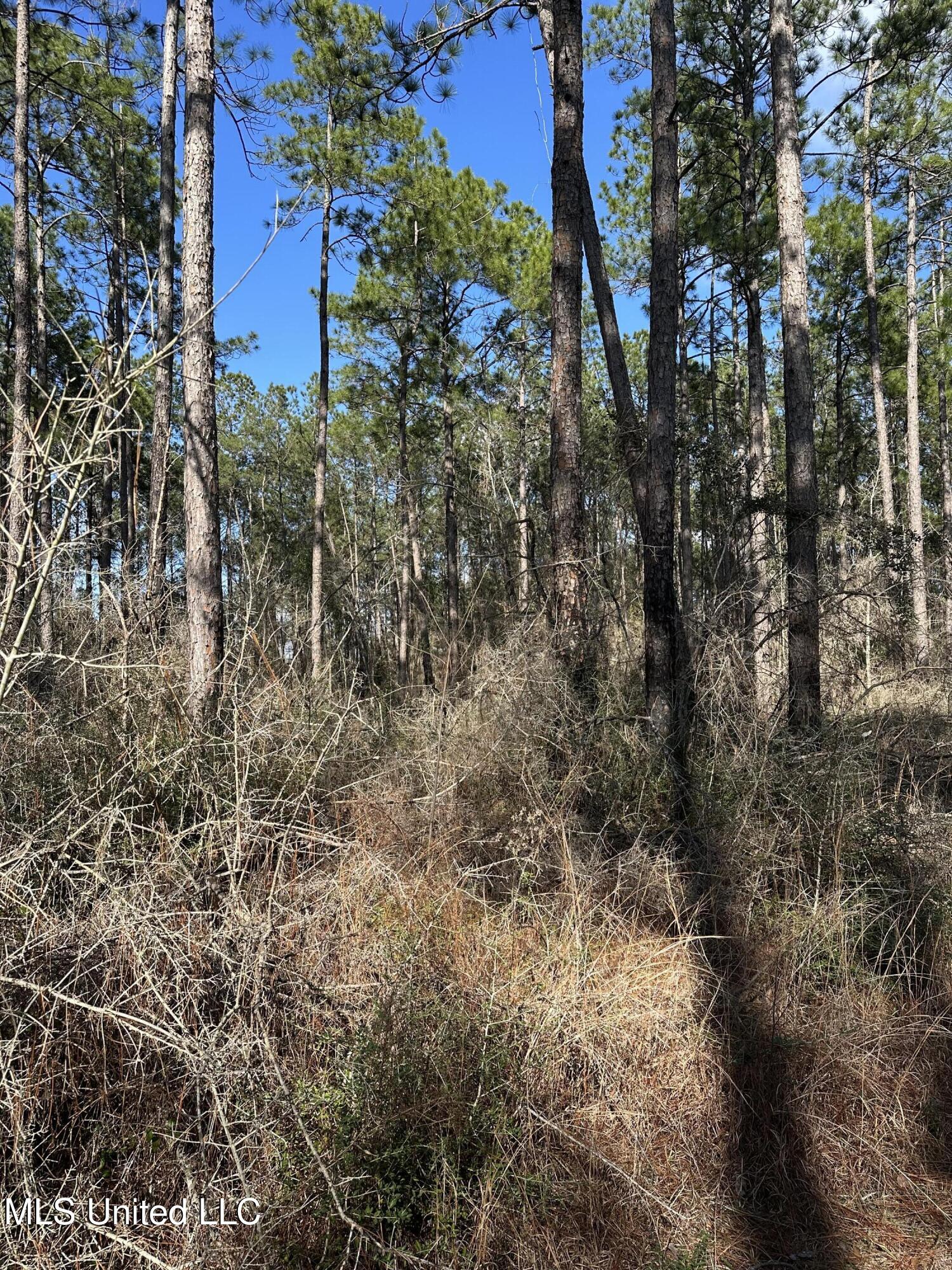 0 Emile Davis Road Poplarville, MS 39470 - Photo 4 of 11 IMG_1146