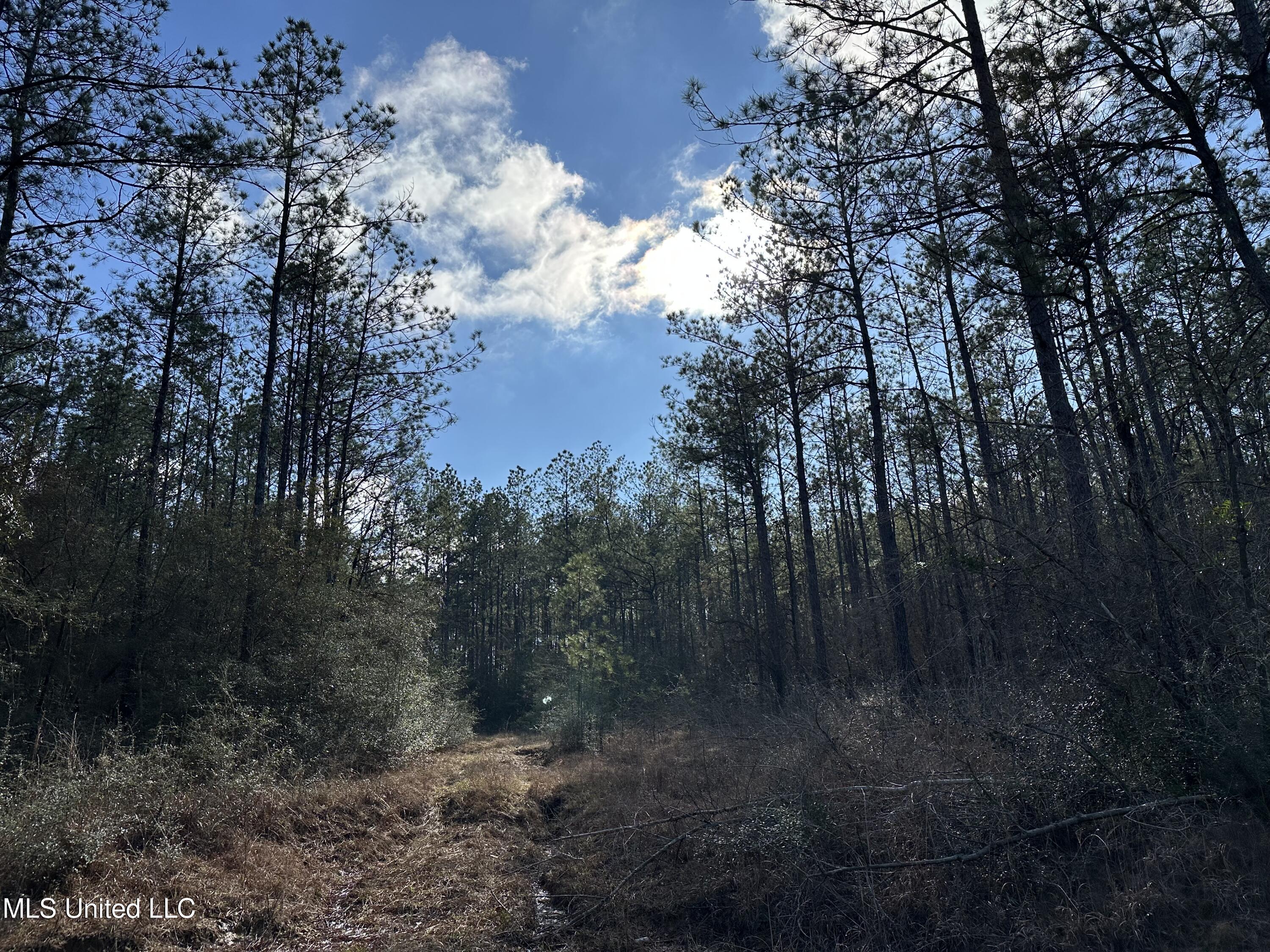 0 Emile Davis Road Poplarville, MS 39470 - Photo 7 of 11 IMG_1149