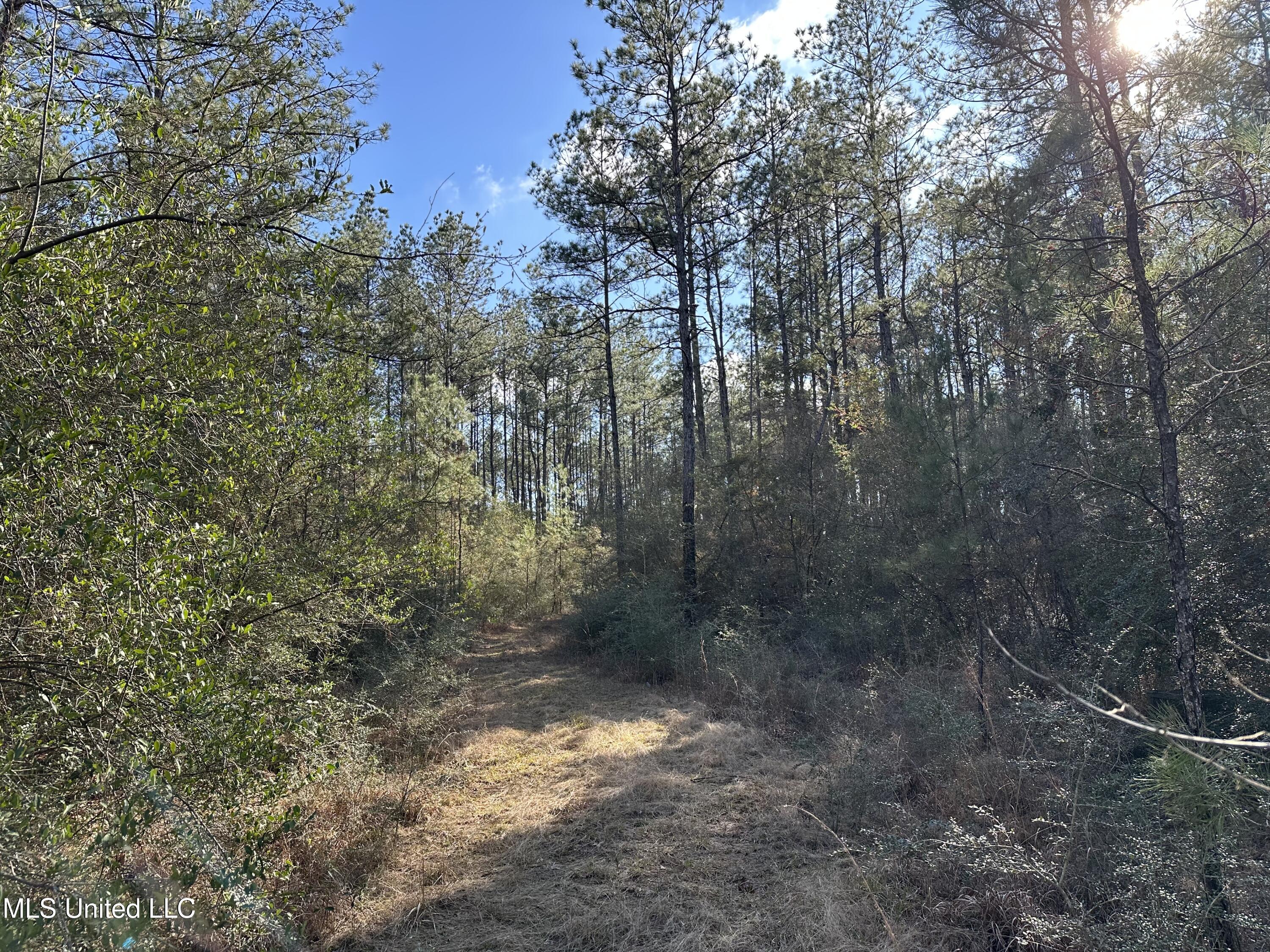 0 Emile Davis Road Poplarville, MS 39470 - Photo 8 of 11 IMG_1150