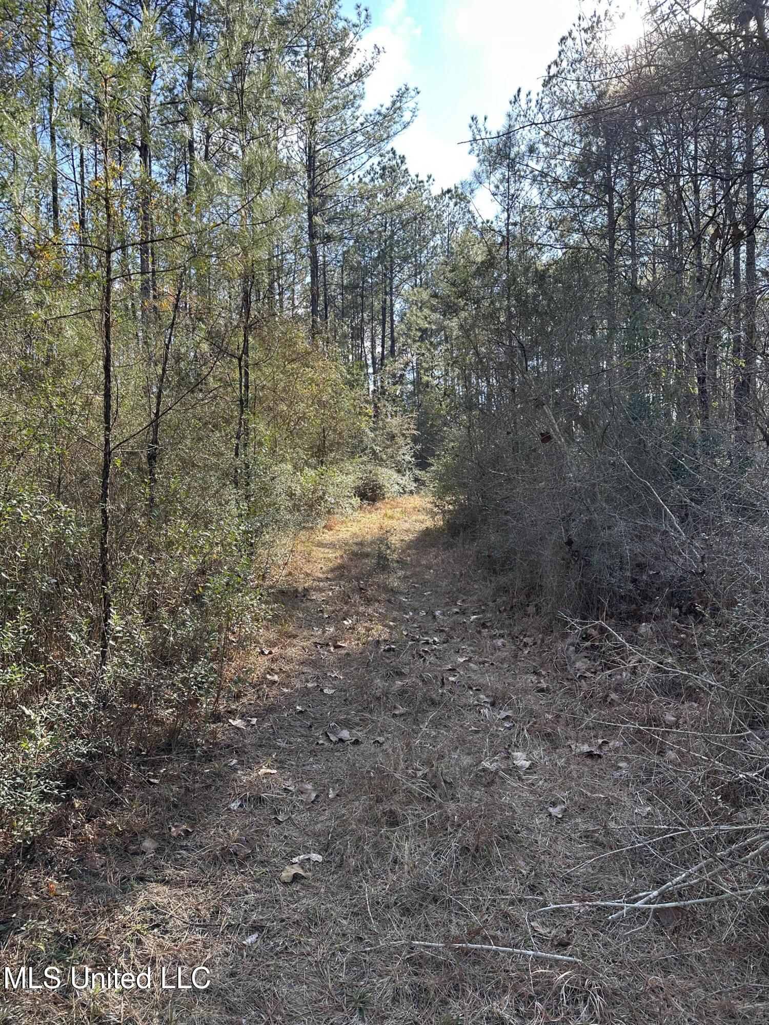 0 Emile Davis Road Poplarville, MS 39470 - Photo 9 of 11 IMG_1151