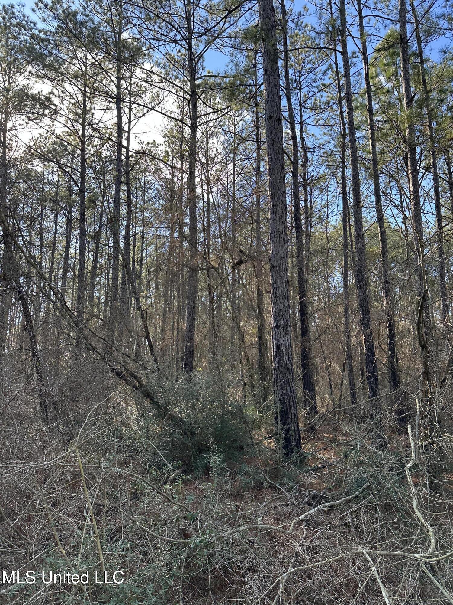 0 Emile Davis Road Poplarville, MS 39470 - Photo 10 of 11 IMG_1152