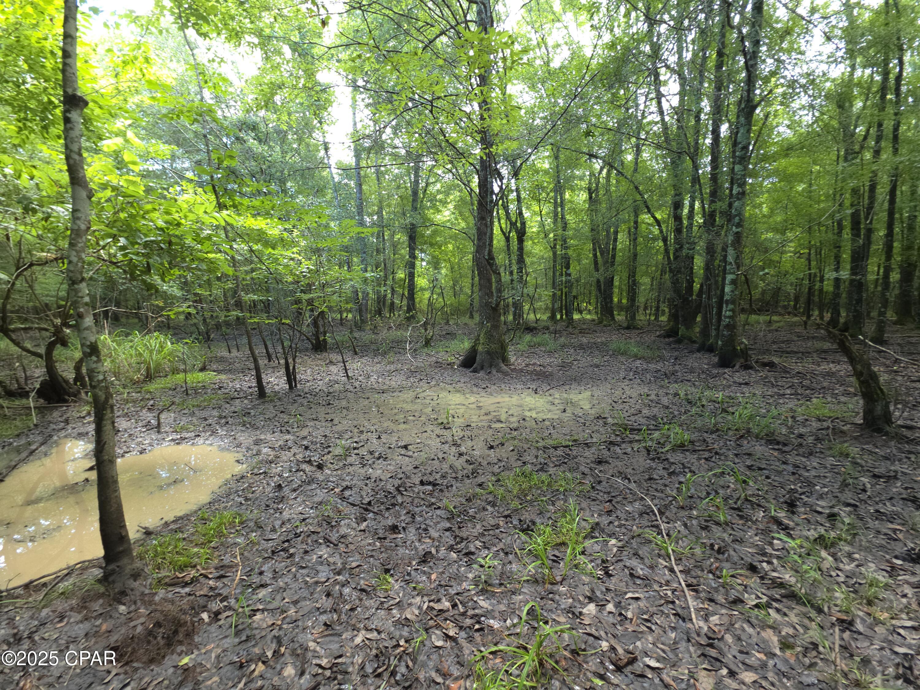 0 River Road Bascom, FL 32423 - Photo 13 of 20