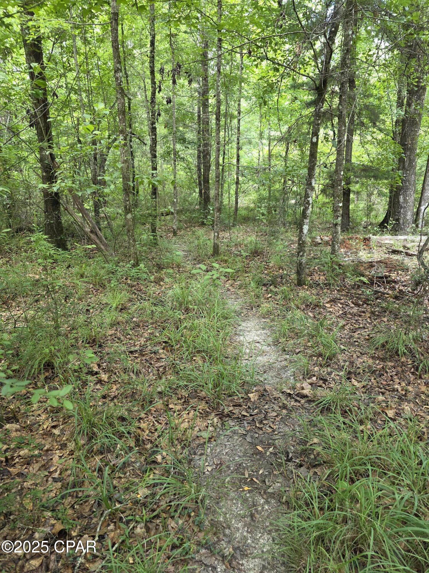 0 River Road Bascom, FL 32423 - Photo 15 of 20