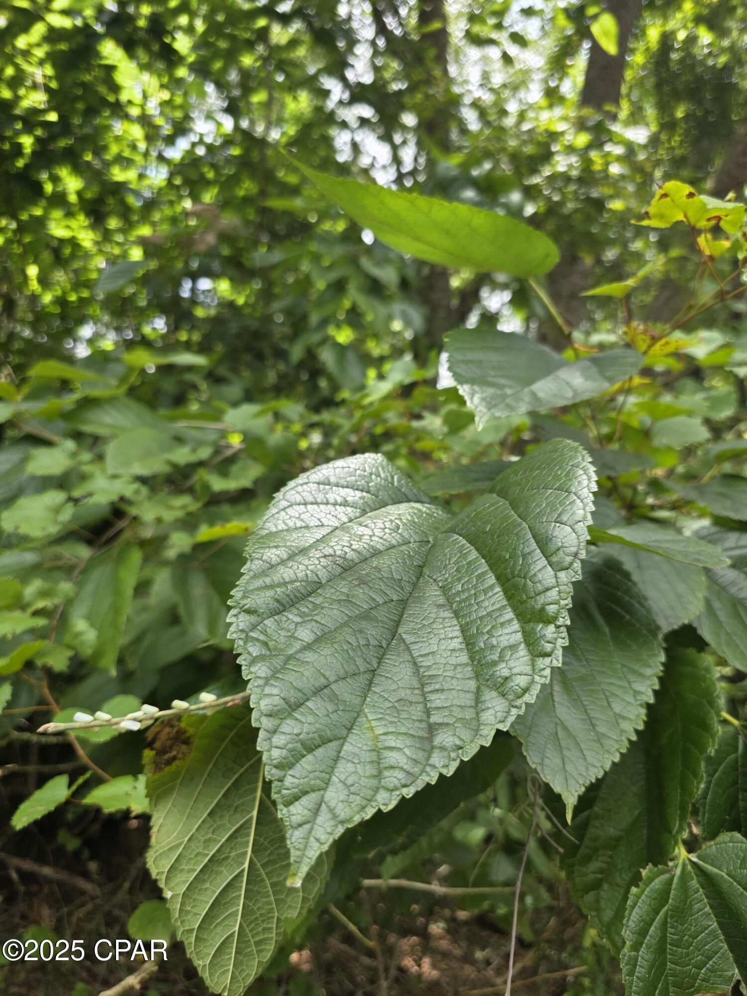 0 River Road Bascom, FL 32423 - Photo 19 of 20