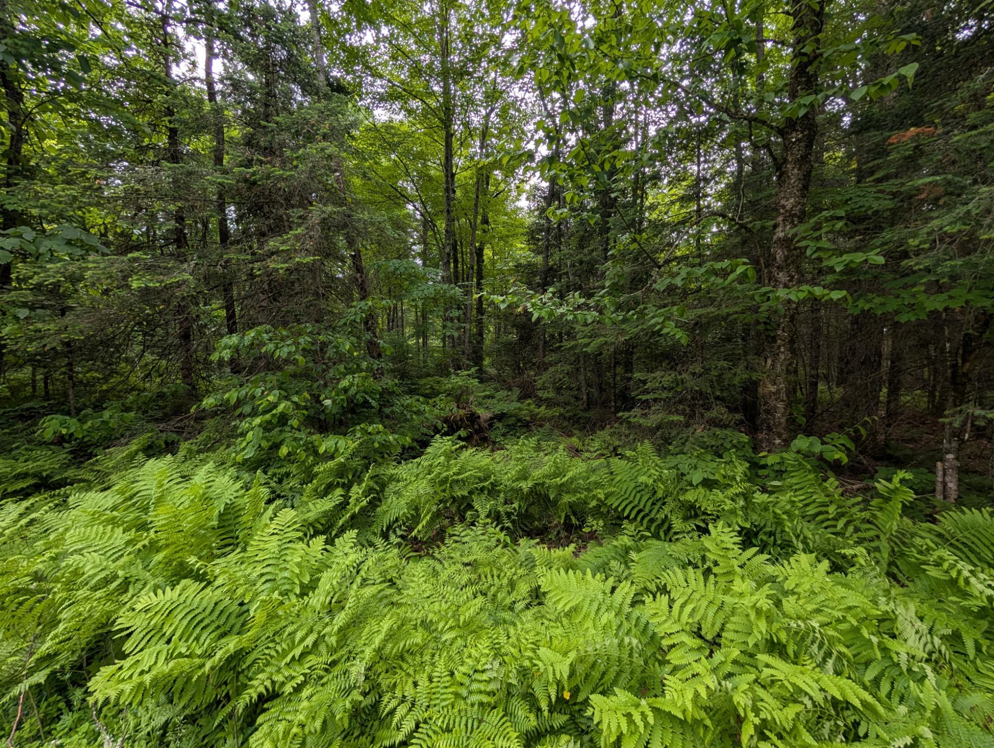 Lot 2 Davies Road Phelps, WI 54554 - Photo 2 of 4 Gallery Image 2