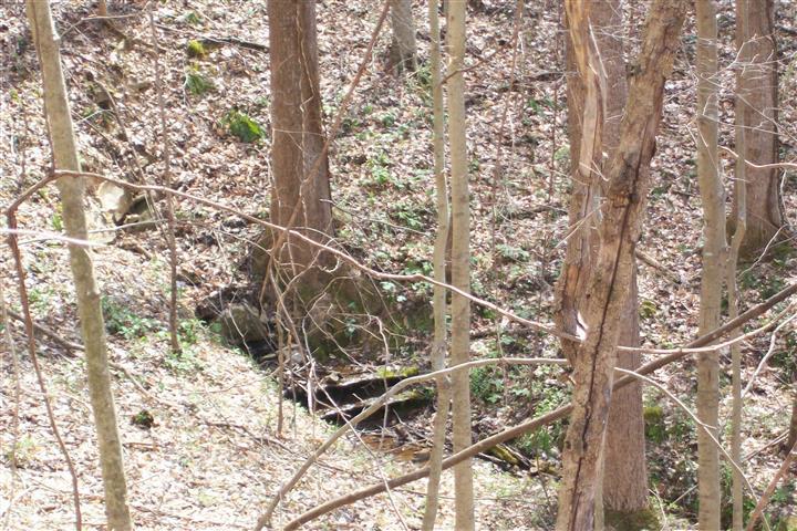 1912 Joppa Road Walling, TN 38587 - Photo 17 of 23 a picture of tree