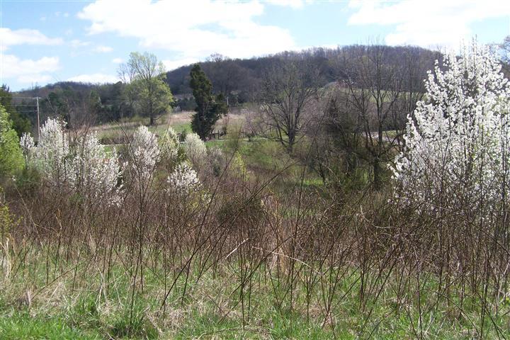 1912 Joppa Road Walling, TN 38587 - Photo 20 of 23 a view of mountain and tree