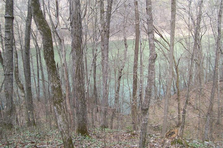 1912 Joppa Road Walling, TN 38587 - Photo 3 of 23 a close up of a plant in a forest