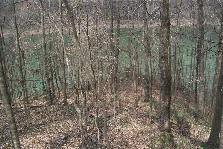 1912 Joppa Road Walling, TN 38587 - Photo 10 of 23 a view of a forest with a tree in a forest