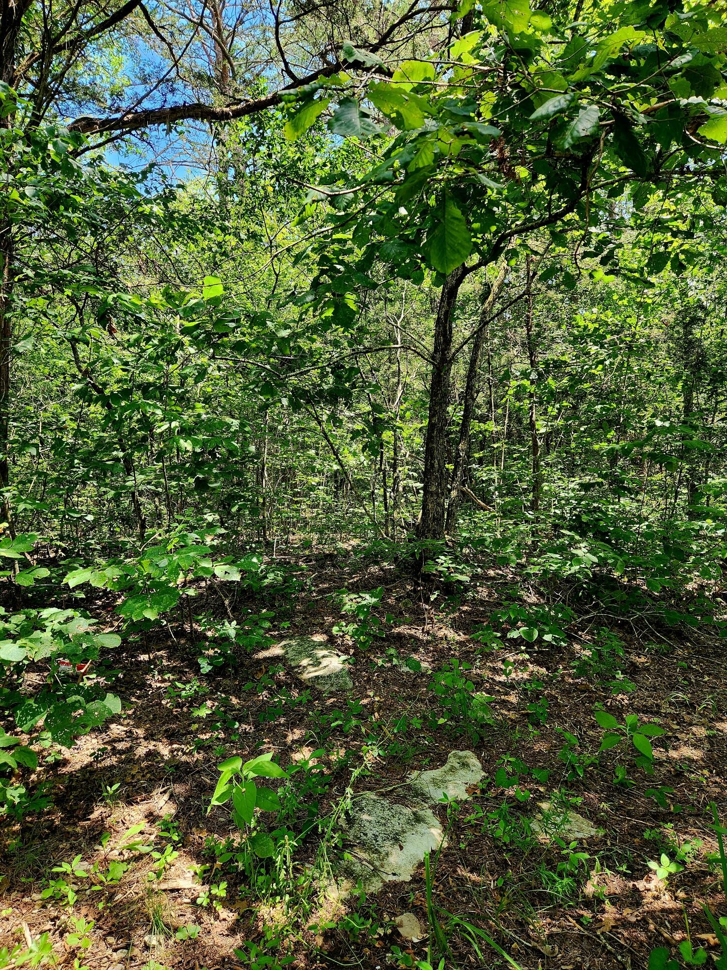 0 East Valley Road Pikeville, TN 37367 - Photo 11 of 18 a view of a lush green forest