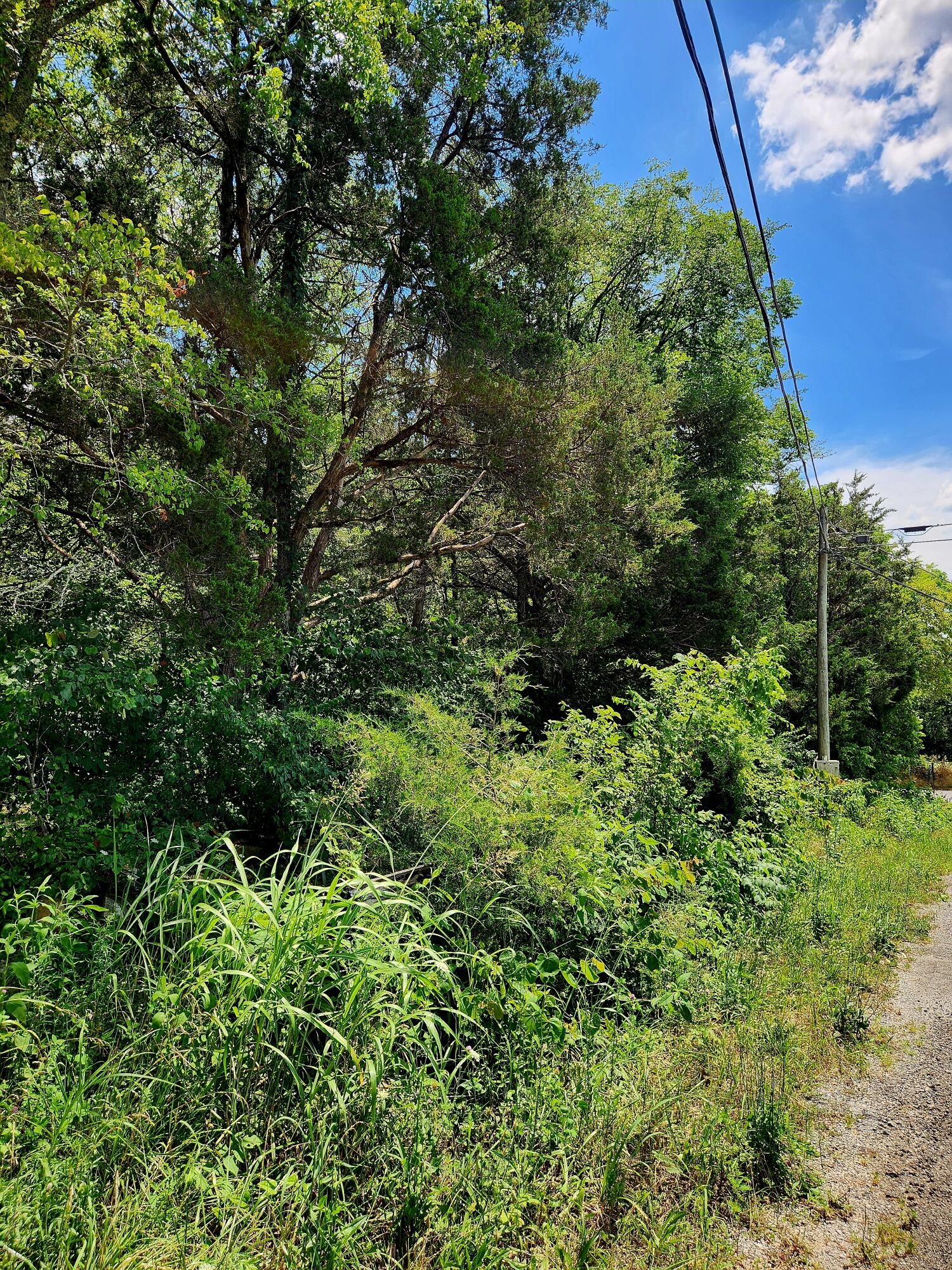 0 East Valley Road Pikeville, TN 37367 - Photo 13 of 18 a view of a garden with plants