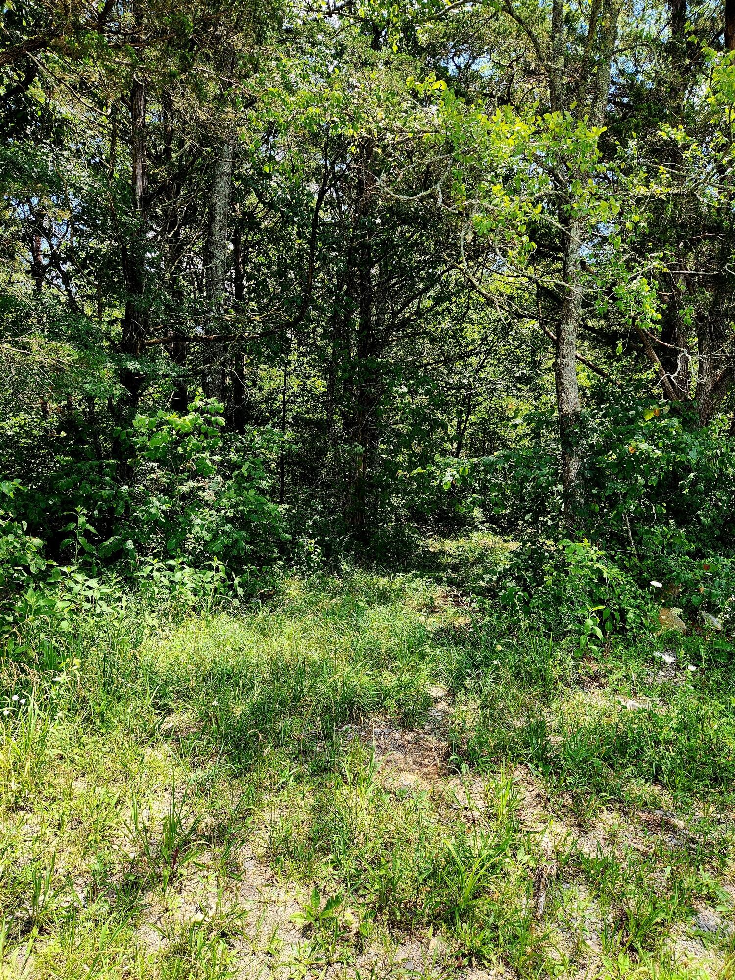 0 East Valley Road Pikeville, TN 37367 - Photo 6 of 18 a view of a lush green forest