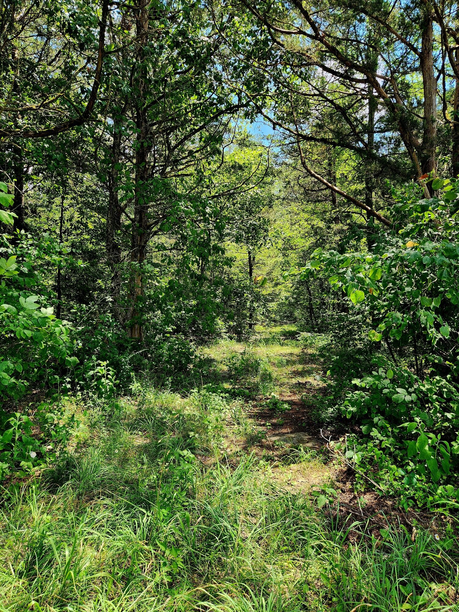 0 East Valley Road Pikeville, TN 37367 - Photo 7 of 18 a view of a lush green forest