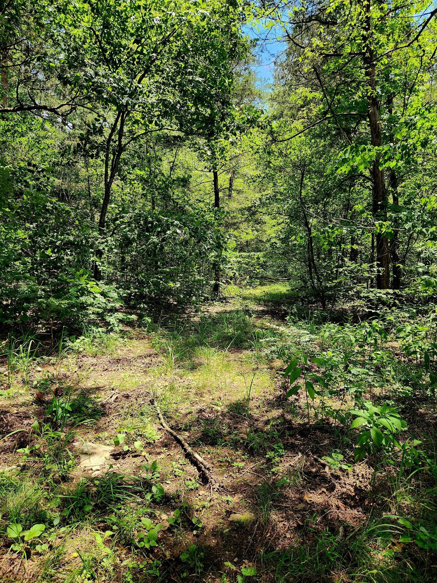0 East Valley Road Pikeville, TN 37367 - Photo 8 of 18 a view of a yard with plants and large trees