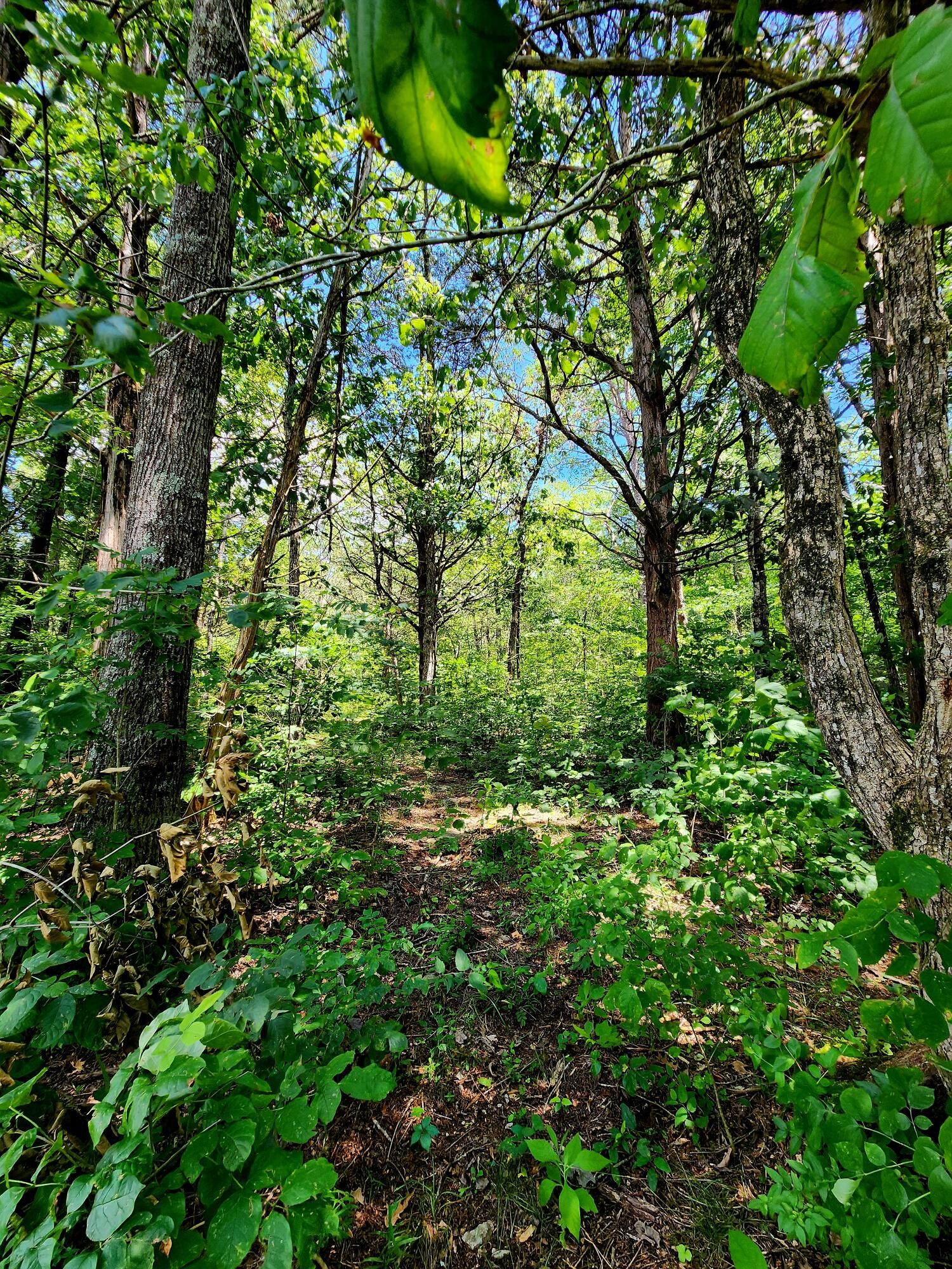 0 East Valley Road Pikeville, TN 37367 - Photo 9 of 18 a view of a garden