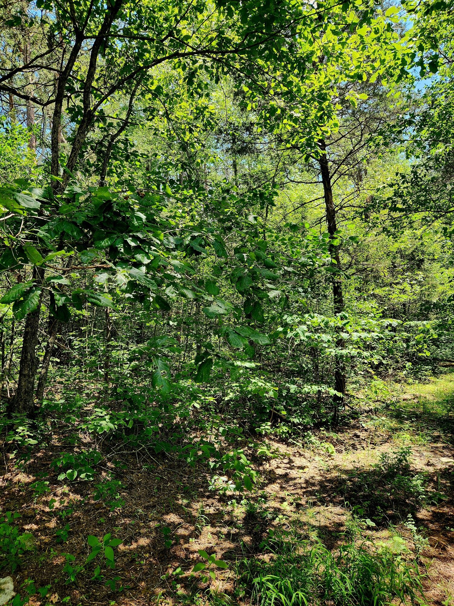 0 East Valley Road Pikeville, TN 37367 - Photo 10 of 18 a view of a lush green forest