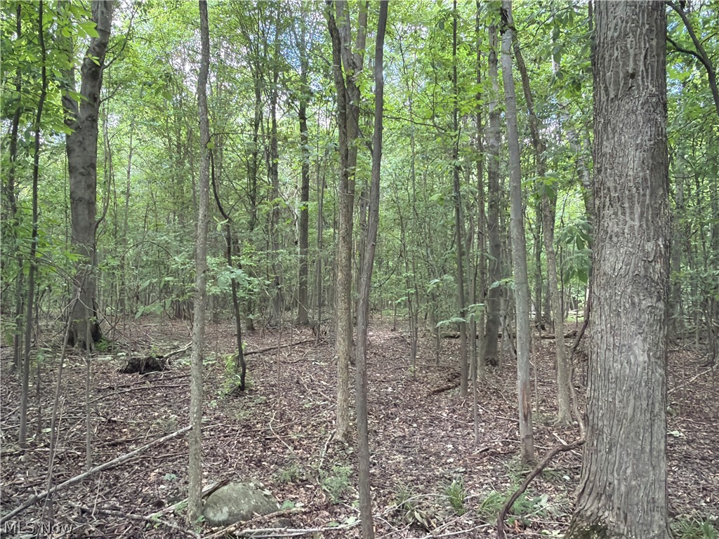 Crosby Cook Road Rome, OH 44085 - Photo 27 of 48 Wooded land parcel featuring mature trees, natural foliage, and ground cover