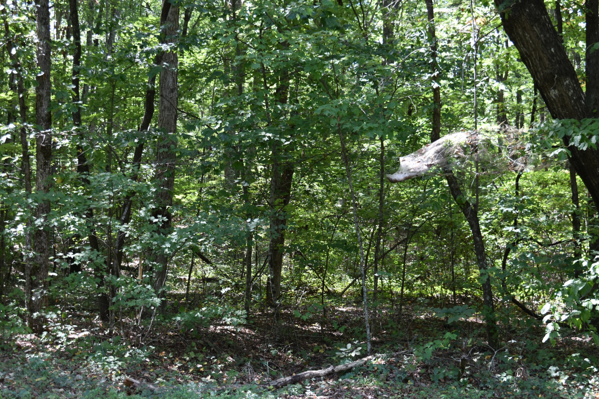 0 Lower Firetower Road Sequatchie, TN 37374 - Photo 4 of 11 Gallery Image 4